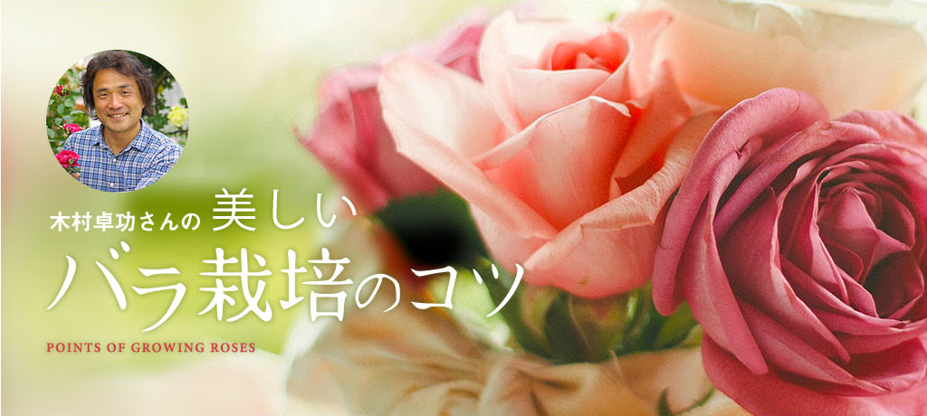 木村卓功さんの「美しいバラ栽培のコツ」