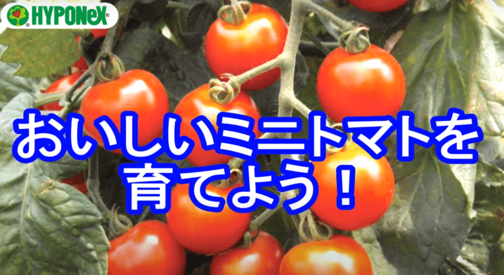 【おいしいミニトマトのつくり方】たくさんミニトマトを収穫するコツ(苗選び・植え付けのタイミング)