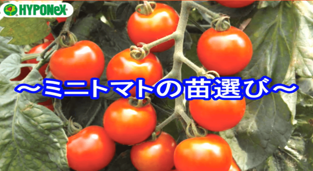 たくさんミニトマトを収穫するコツ(苗選び・植え付けのタイミング)#おいしいミニトマトの育て方 